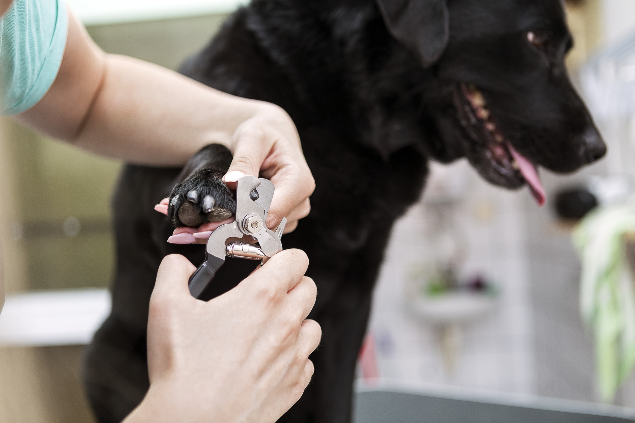 Dog groomer cutting nails on black Labrador retriever