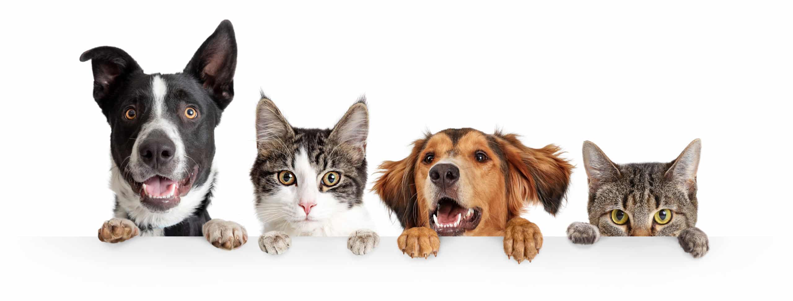 You are currently viewing Preventing Pet Damage To Your Floors