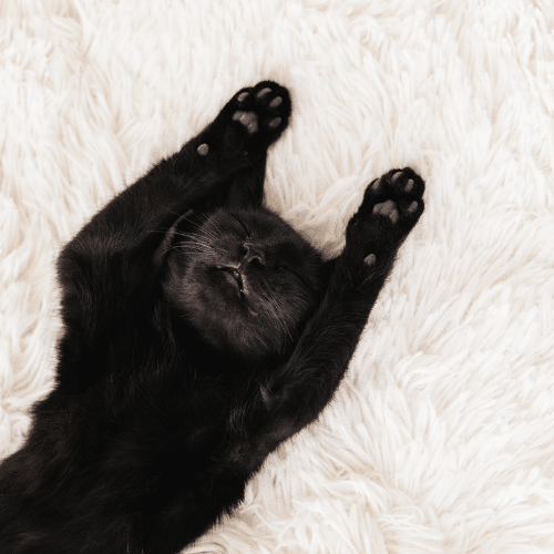 Read more about the article Cozy Carpeting Just In Time For Winter!