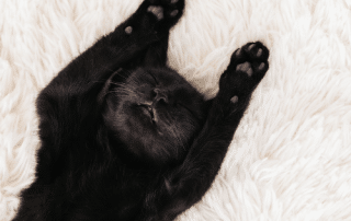 cat on carpet