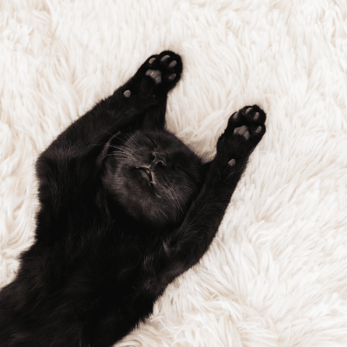cat on carpet